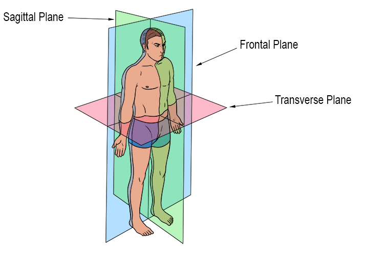 The imaginary flat surface through which the direction of movement occurs through a body.
